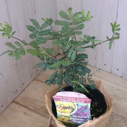 アカシア♡プルプレア♡シンボルツリー♡ 3枚目の画像