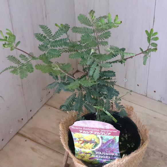 アカシア♡プルプレア♡シンボルツリー♡ 3枚目の画像