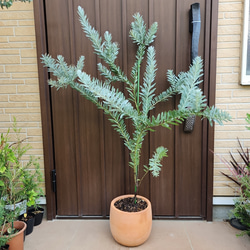 バンクシア グランディス 鉢植え 苗木 ワイルドフラワー