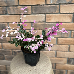 アロカシア ハートバルーン ピンク斑入り アロカシア ハートバルーン ピンク斑入り