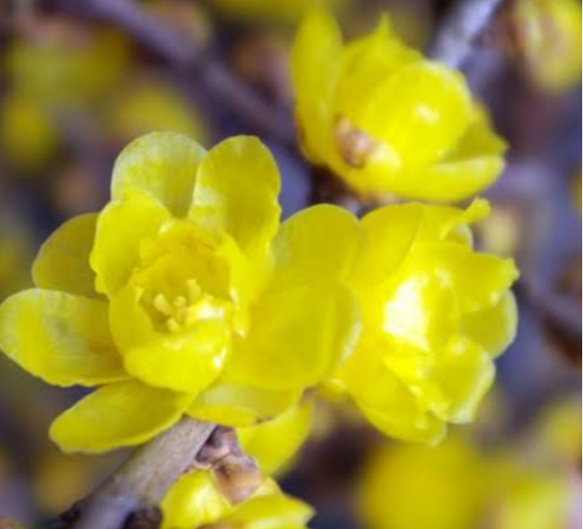 芳香【満月蝋梅・大苗⠀】早春に芳香を放つ春を告げる花  まんげつろうばい は花びらの丸い可愛い花を枝いっぱいに咲かせます