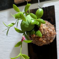 【送料無料】 ディスキディア ペクテノイデス『カンガルーポケット』［板付/人気］【インテリアグリーン・着生植物】 1枚目の画像