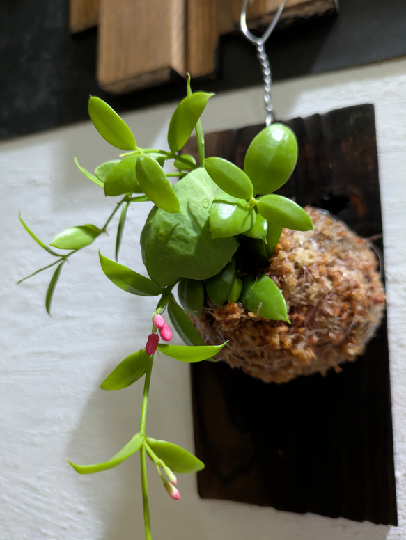 【送料無料】 ディスキディア ペクテノイデス『カンガルーポケット』［板付/人気］【インテリアグリーン・着生植物】 1枚目の画像