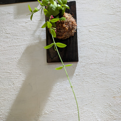 【送料無料】 ディスキディア ペクテノイデス『カンガルーポケット』［板付/人気］【インテリアグリーン・着生植物】 2枚目の画像