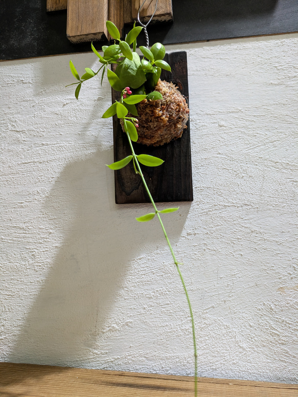 【送料無料】 ディスキディア ペクテノイデス『カンガルーポケット』［板付/人気］【インテリアグリーン・着生植物】 2枚目の画像