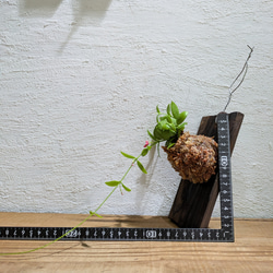 【送料無料】 ディスキディア ペクテノイデス『カンガルーポケット』［板付/人気］【インテリアグリーン・着生植物】 5枚目の画像