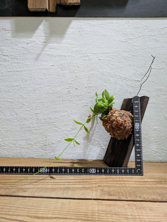 【送料無料】 ディスキディア ペクテノイデス『カンガルーポケット』［板付/人気］【インテリアグリーン・着生植物】 5枚目の画像