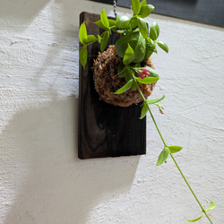 【送料無料】 ディスキディア ペクテノイデス『カンガルーポケット』［板付/人気］【インテリアグリーン・着生植物】 3枚目の画像