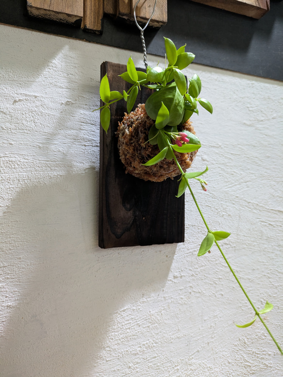 【送料無料】 ディスキディア ペクテノイデス『カンガルーポケット』［板付/人気］【インテリアグリーン・着生植物】 3枚目の画像