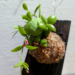 【送料無料】 ディスキディア ペクテノイデス『カンガルーポケット』［板付/人気］【インテリアグリーン・着生植物】 4枚目の画像