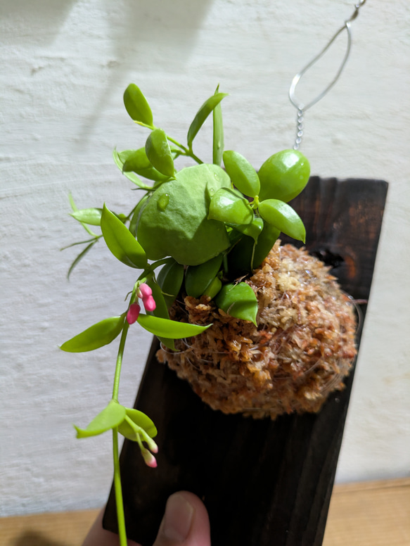 【送料無料】 ディスキディア ペクテノイデス『カンガルーポケット』［板付/人気］【インテリアグリーン・着生植物】 4枚目の画像