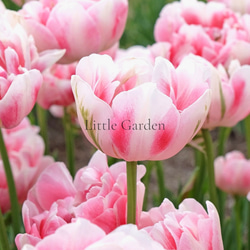 球根♡ チューリップ フィノラ 3球 アートフラワー Little Garden 通販