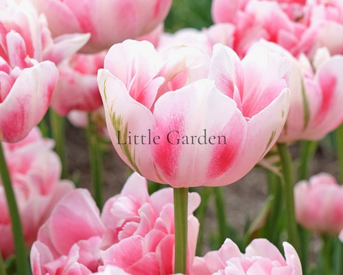 チューリップ　　エンザイムフローラプラス 球根♡ チューリップ フィノラ 3球 アートフラワー Little Garden 通販