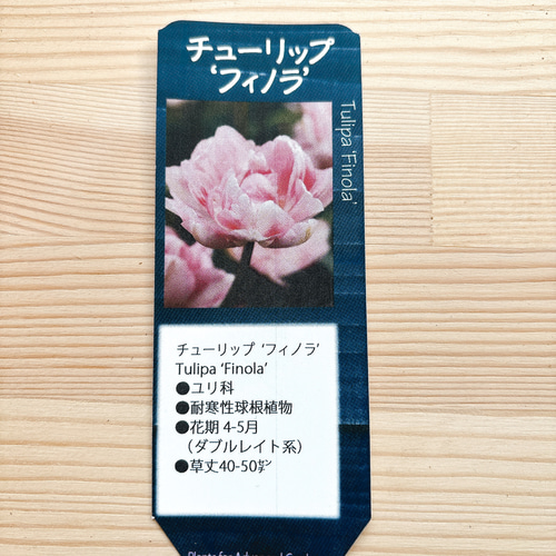 球根♡ チューリップ フィノラ 3球 アートフラワー Little Garden 通販