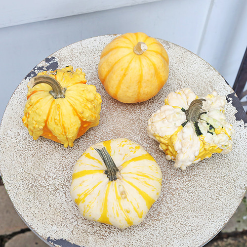 ハロウィン用 おもちゃ かぼちゃ 本物 パンプキン カボチャ 飾り 置物