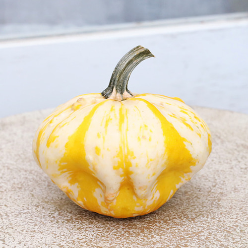 ハロウィン用 おもちゃ かぼちゃ 本物 パンプキン カボチャ 飾り 置物