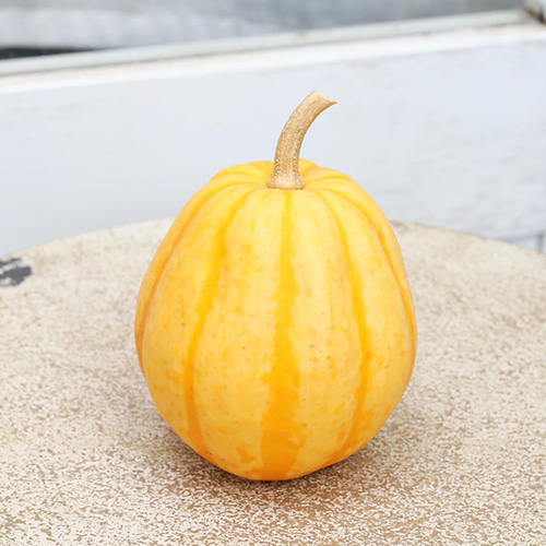 ハロウィン用 おもちゃ かぼちゃ 本物 パンプキン カボチャ 飾り 置物