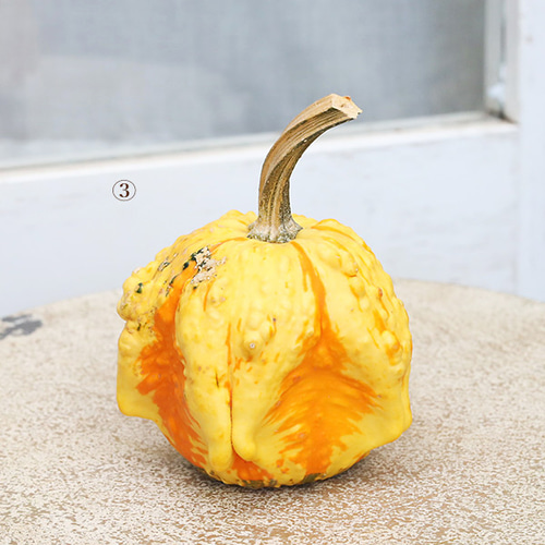 ハロウィン用 おもちゃ かぼちゃ 本物 パンプキン カボチャ 飾り 置物