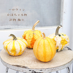 ハロウィン用 おもちゃ かぼちゃ 本物 パンプキン カボチャ 飾り 置物