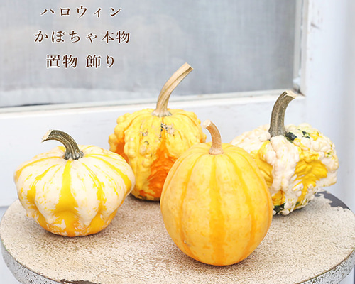 ハロウィン用 おもちゃ かぼちゃ 本物 パンプキン カボチャ 飾り 置物