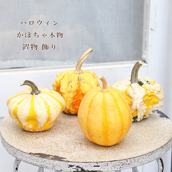 ハロウィン用 おもちゃ かぼちゃ 本物 パンプキン カボチャ 飾り 置物