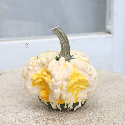 ハロウィン用 おもちゃ かぼちゃ 本物 パンプキン カボチャ 飾り 置物
