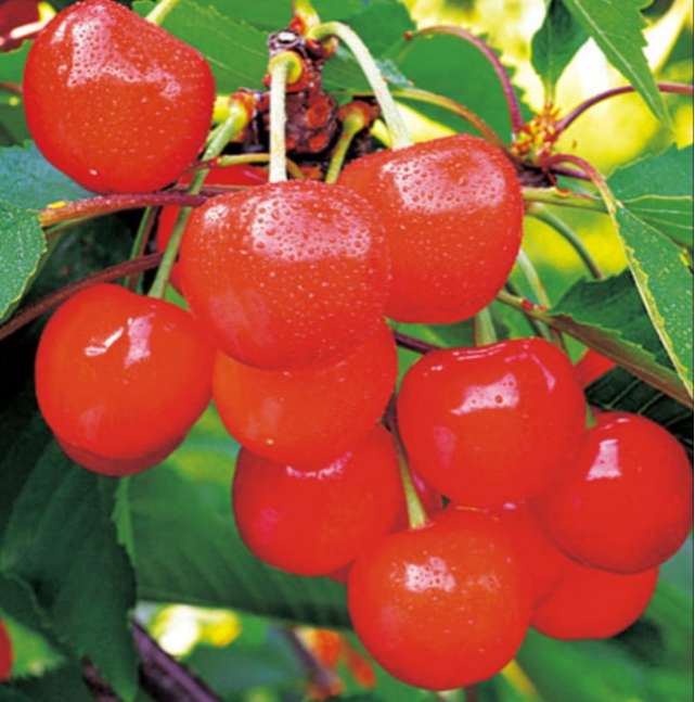 さくらんぼ苗木【佐藤錦】約1メートルその味と色彩から 定評ある品種