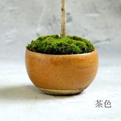 ＊金木犀 キンモクセイ盆栽＊陶板プレゼント＊ 10枚目の画像