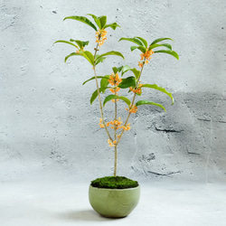 ＊金木犀 キンモクセイ盆栽＊陶板プレゼント＊ 6枚目の画像