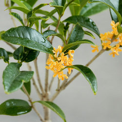 ＊金木犀 キンモクセイ盆栽＊陶板プレゼント＊ 4枚目の画像