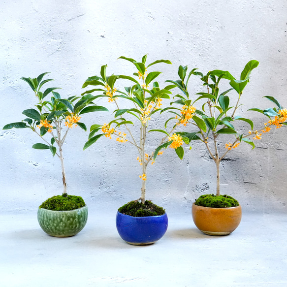 ＊金木犀 キンモクセイ盆栽＊陶板プレゼント＊ 1枚目の画像