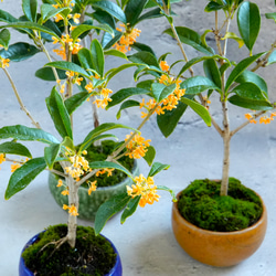 ＊金木犀 キンモクセイ盆栽＊陶板プレゼント＊ 2枚目の画像