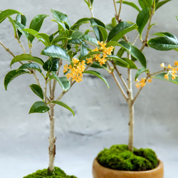 ＊金木犀 キンモクセイ盆栽＊陶板プレゼント＊ 3枚目の画像