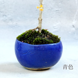 ＊金木犀 キンモクセイ盆栽＊陶板プレゼント＊ 9枚目の画像