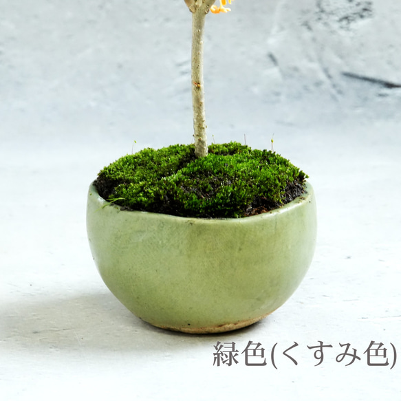 ＊金木犀 キンモクセイ盆栽＊陶板プレゼント＊ 11枚目の画像