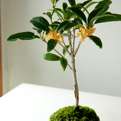 ＊金木犀 キンモクセイ盆栽＊陶板プレゼント＊ 7枚目の画像