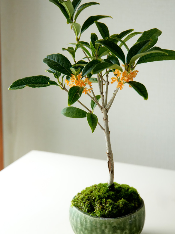 ＊金木犀 キンモクセイ盆栽＊陶板プレゼント＊ 7枚目の画像