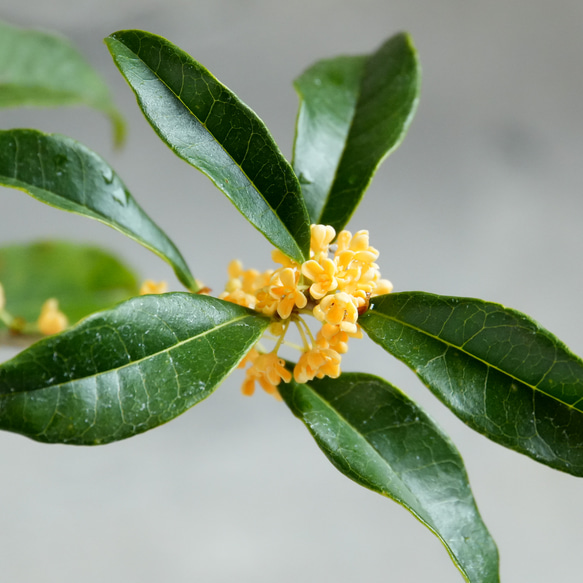 ＊金木犀 キンモクセイ盆栽＊陶板プレゼント＊ 5枚目の画像