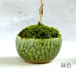 ＊金木犀 キンモクセイ盆栽＊陶板プレゼント＊ 8枚目の画像