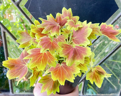 136 ＊斑入り葉ゼラニウム　ネコポス便発送 136 ＊斑入り葉ゼラニウム ネコポス便発送 136 ＊斑入り葉ゼラニウム