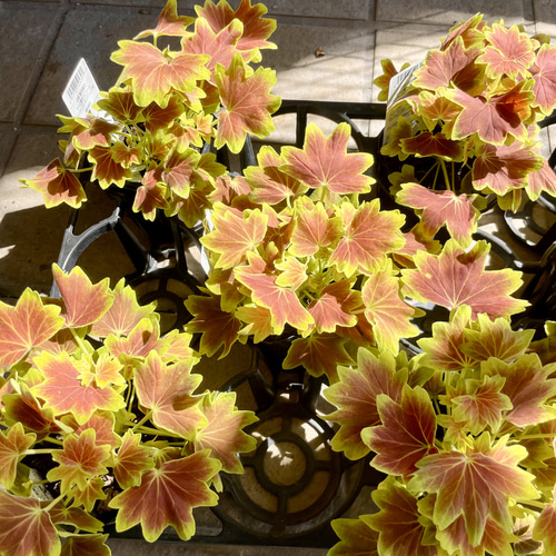 秋色に染まる紅葉葉ゼラニウム 3号ポット苗｜色づく葉が美しい宿根草