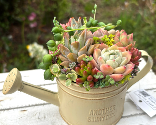 可愛い寄せ植え 多肉植物寄せ植え ブリキポット サンドピンク 取っ手