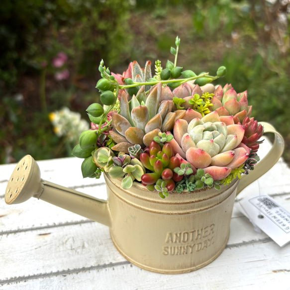 可愛い寄せ植え 多肉植物寄せ植え ブリキポット サンドピンク 取っ手