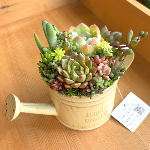 可愛い寄せ植え 多肉植物寄せ植え ブリキポット サンドピンク 取っ手