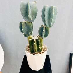 ［現品］【希少】ボリューム満点！　アンスリウム　ジャングルブッシュ　8号　レア 現品］【希少】ボリューム満点！ アンスリウム ジャングル