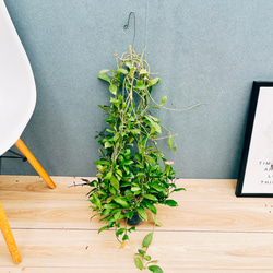 現品］【希少】アンスリウム ジャングルブッシュ 8号 観葉植物