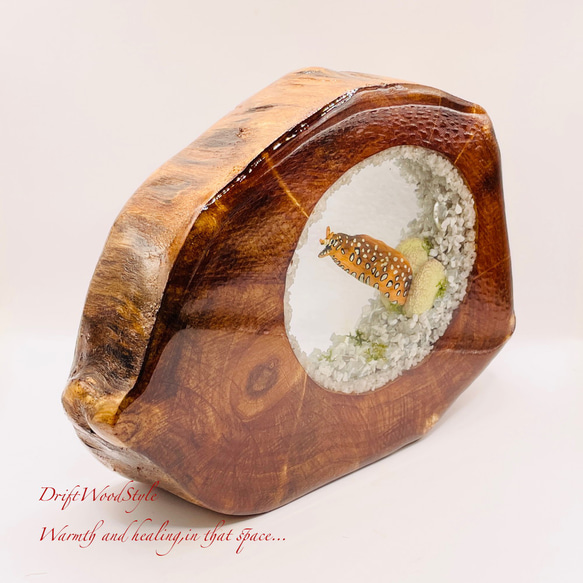 海の世界を閉じ込めた流木アート トラウツボ 水中ジオラマ 流木 レジン テラリウム アクアリウム インテリア N7 4枚目の画像