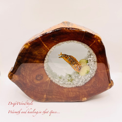 海の世界を閉じ込めた流木アート トラウツボ 水中ジオラマ 流木 レジン テラリウム アクアリウム インテリア N7 3枚目の画像