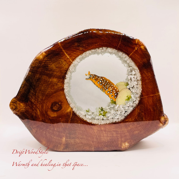 海の世界を閉じ込めた流木アート トラウツボ 水中ジオラマ 流木 レジン テラリウム アクアリウム インテリア N7 1枚目の画像