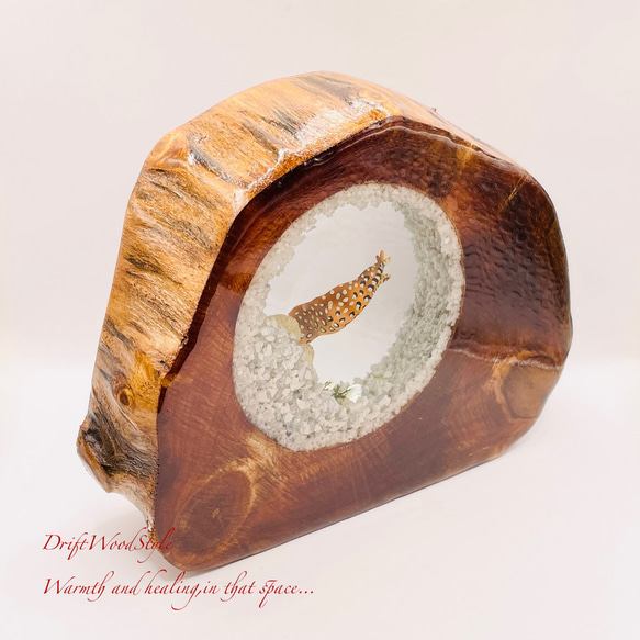 海の世界を閉じ込めた流木アート トラウツボ 水中ジオラマ 流木 レジン テラリウム アクアリウム インテリア N7 8枚目の画像